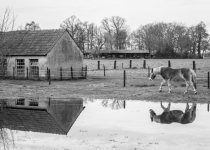 Weerspiegeling na regen