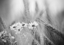 Flowerheads