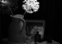 Lichtbloem