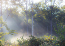 Ray of Light