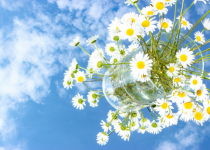 Flowers in the sky